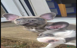 French Bulldog dogs for sale: French bulldog puppies for sale  - Image 2