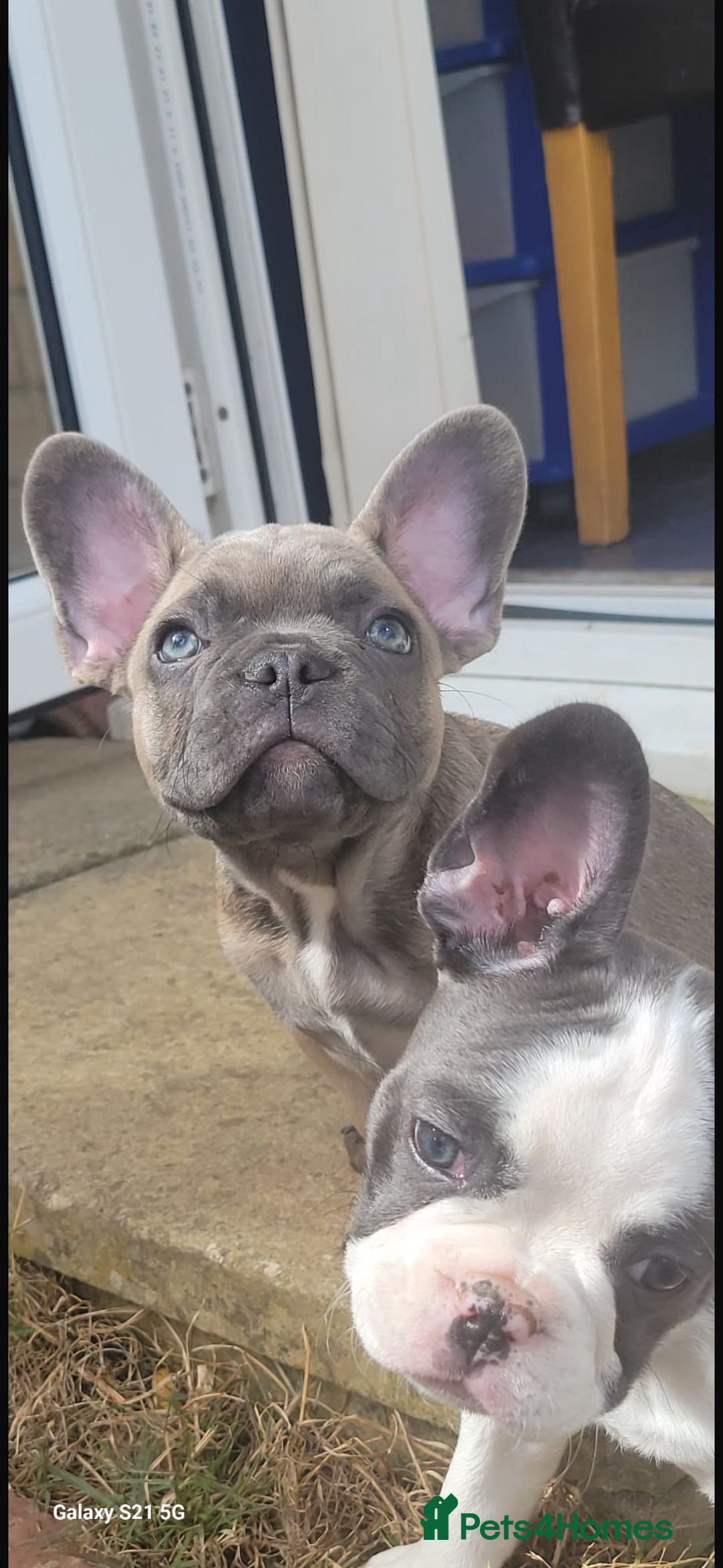 French Bulldog dogs for sale: French bulldog puppies for sale  - Image 2