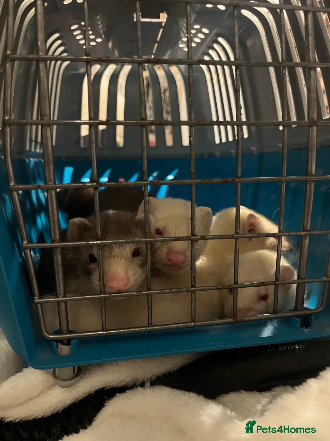 Ferret rodents for sale: Selling baby ferrets  in Kidderminster - Advert 4