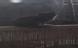 Mixed Breed cats for sale: 2 kittens male&female ready £25 - Image 2