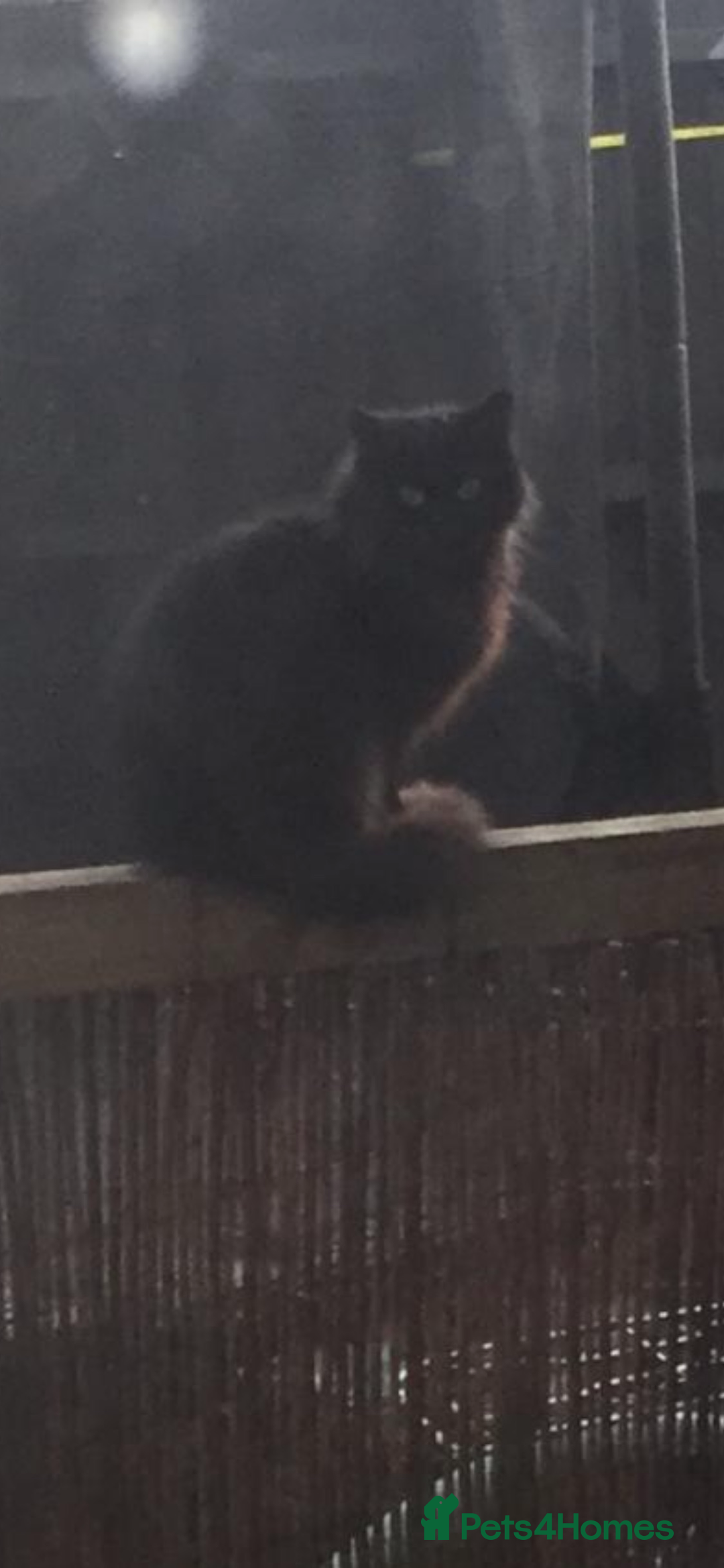 Mixed Breed cats for sale: 2 kittens male&female ready £25 - Image 2