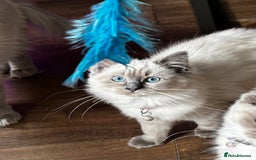 Ragdoll cats for sale: One Stunning Ragdoll Kitten Available Now - Image 6