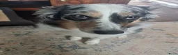 Border Collie dogs for sale: Purebred Border Collie Pups to go to forever home! - Advert 1