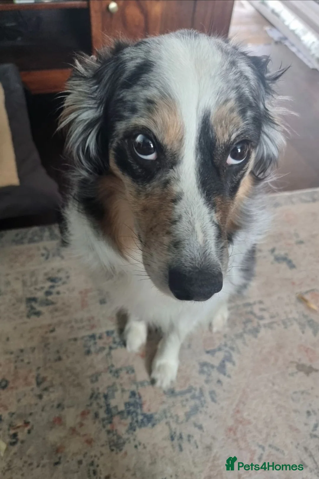 Border Collie dogs for sale: Purebred Border Collie Pups to go to forever home! - Advert 1
