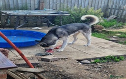Siberian Husky dogs for sale: 4 yrs old husky - Image 2