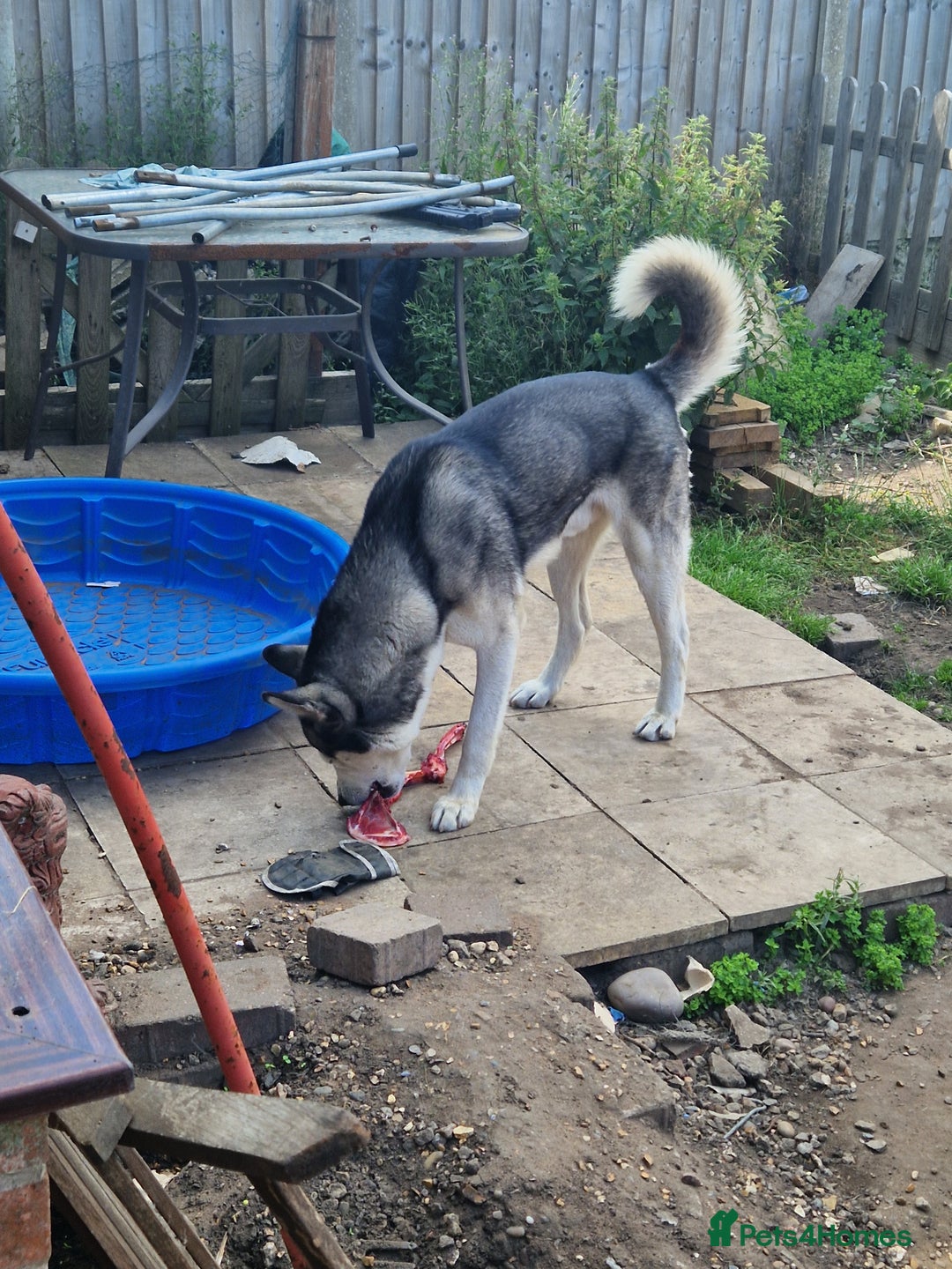 Siberian Husky dogs for sale: 4 yrs old husky - Image 2
