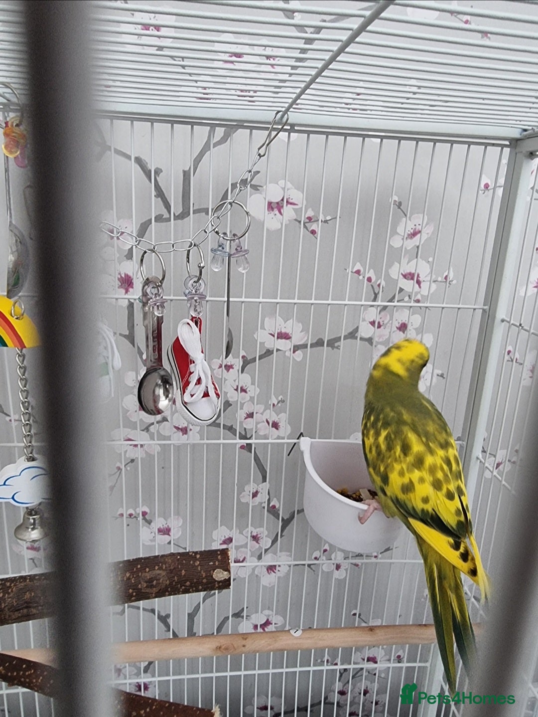 Ringnecks birds for sale: Beautiful female ringneck  - Advert 7