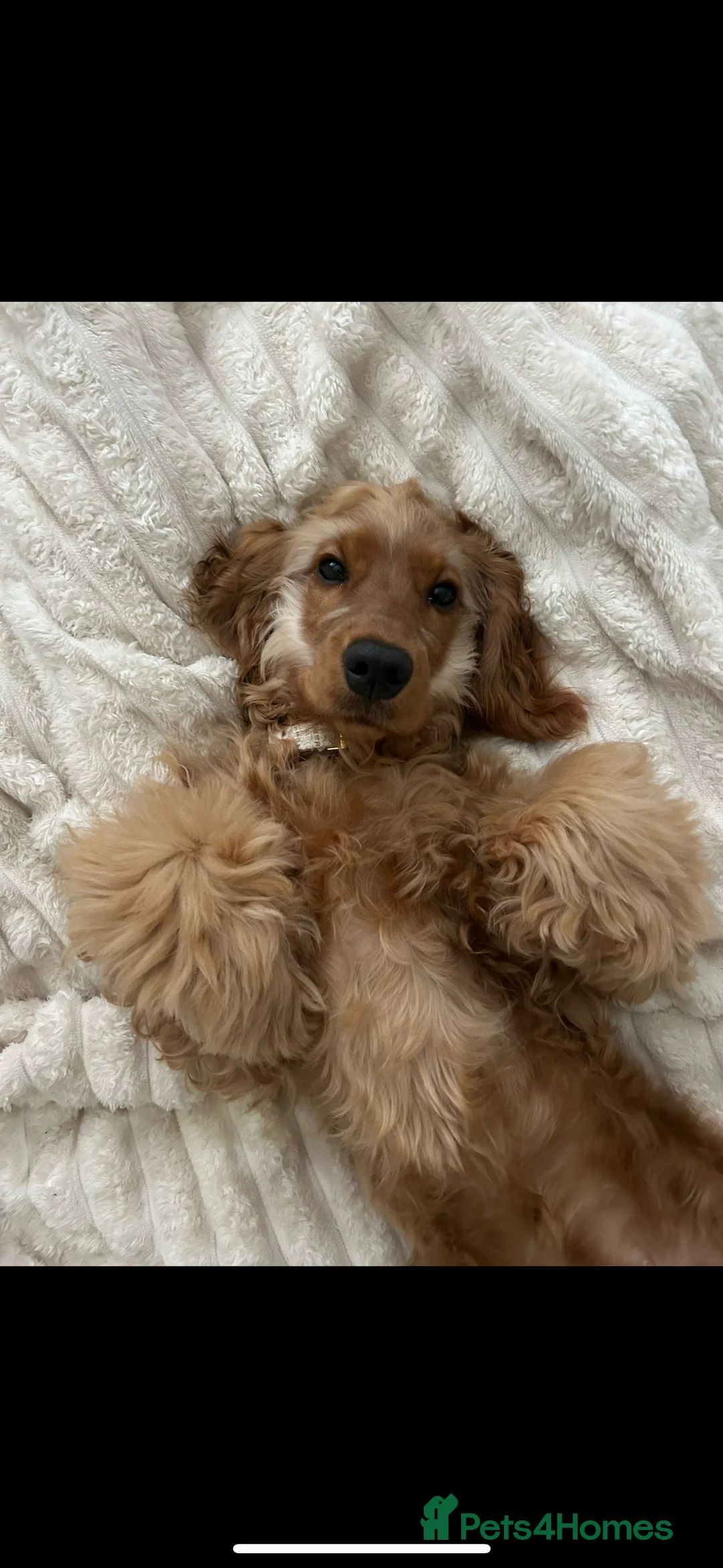 Cocker Spaniel dogs for sale: Beautiful show cocker spaniel - Advert 1