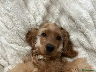 Cocker Spaniel dogs Beautiful show cocker spaniel - Advert 4