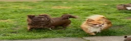 Chihuahua dogs for sale: Chihuahua puppies  - Advert 4