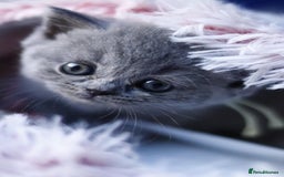 British Shorthair cats for sale: GCCF champ bloodlines Bsh - Image 12