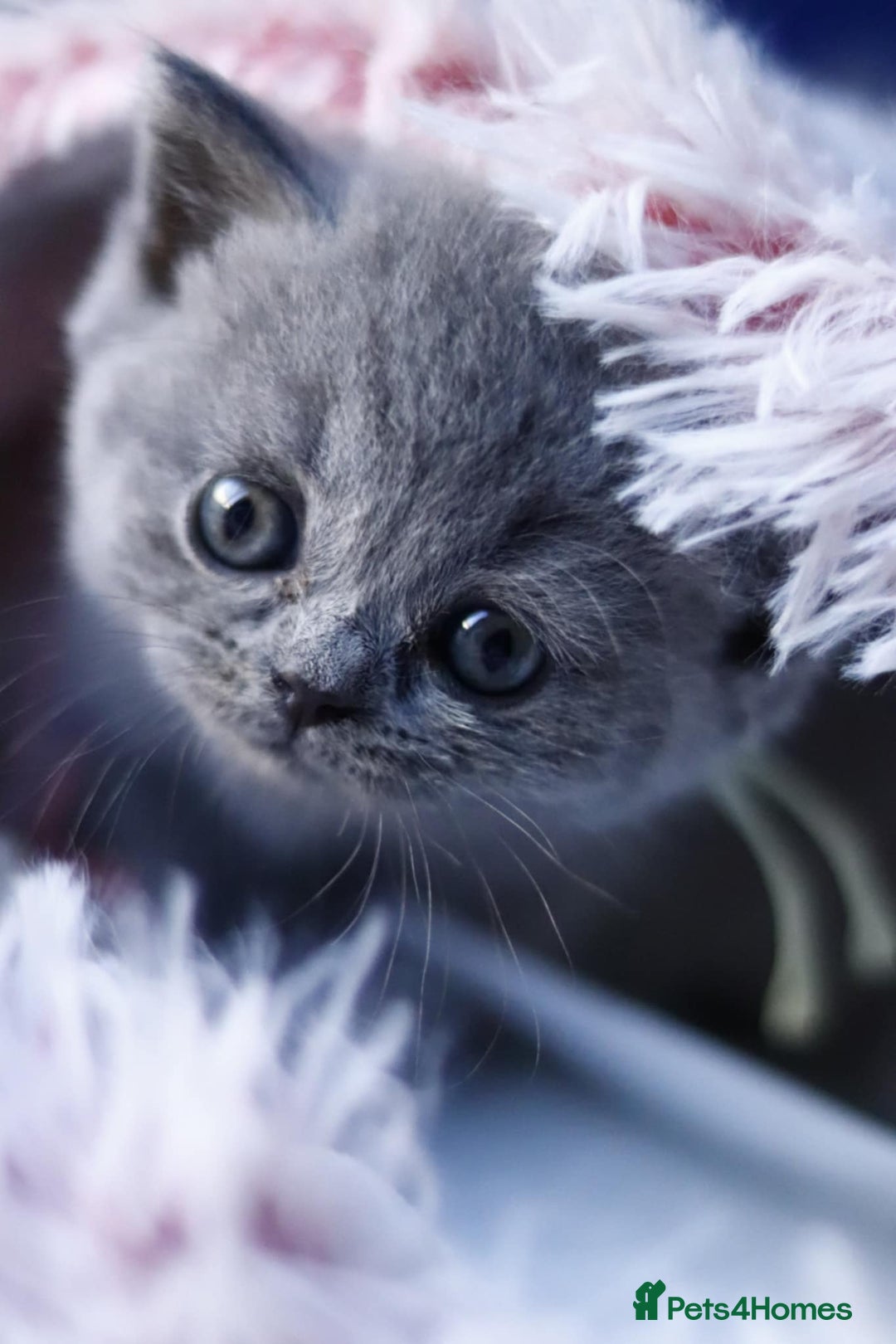 British Shorthair cats for sale: GCCF champ bloodlines Bsh - Image 12