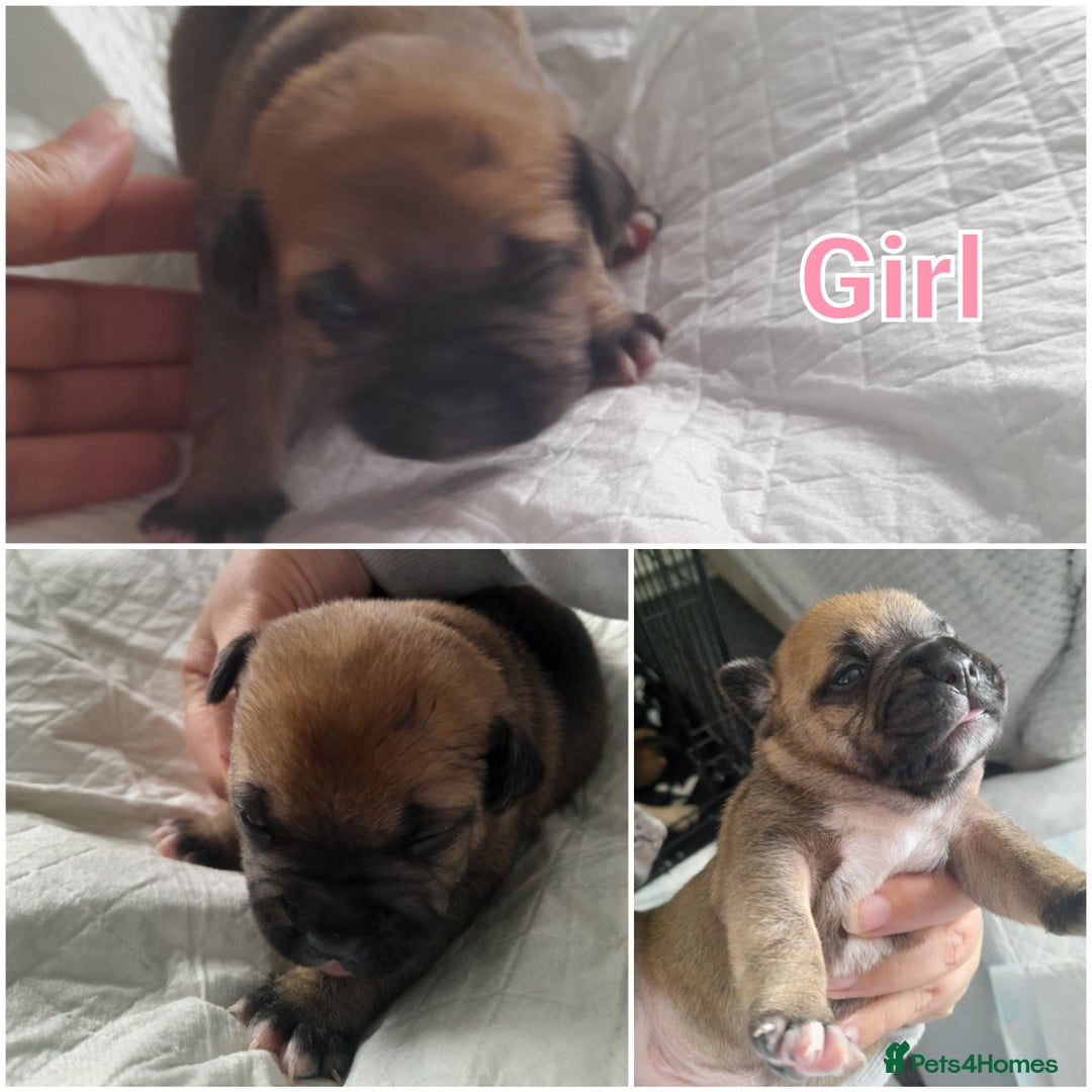 Mixed Breed dogs for sale: Puppies for sale ready 10th September - Image 14