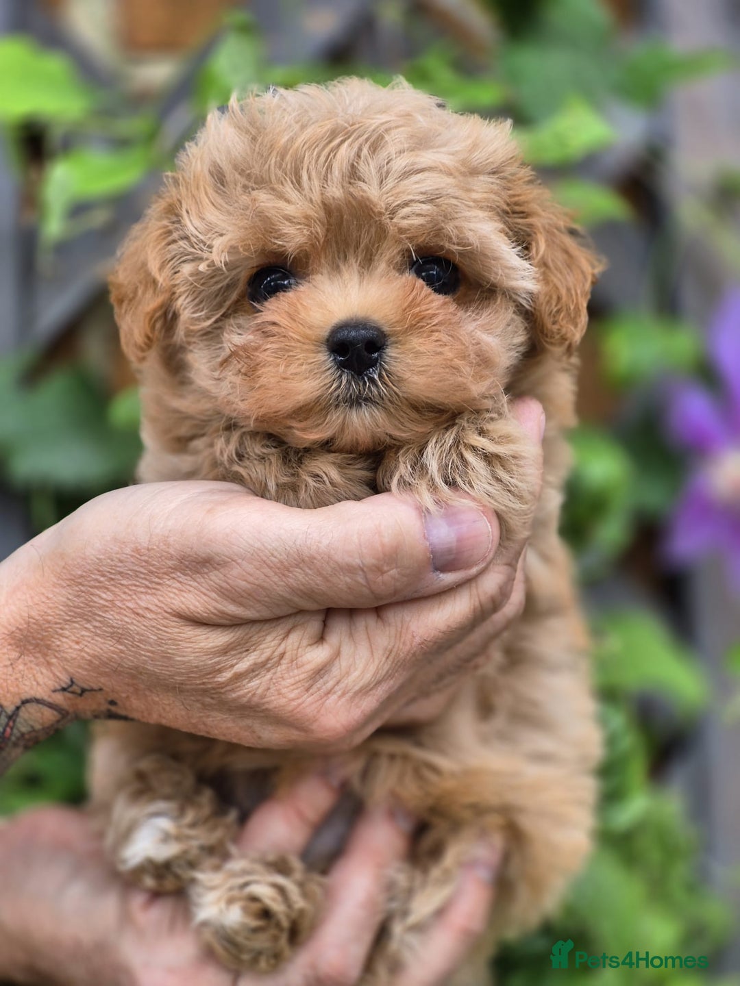 Maltipoo dogs for sale: Amazing TeddyBear Asian Korean Maltipoo puppies - Image 5