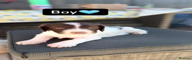 Boy