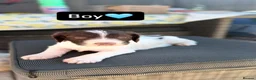 Sproodle dogs for sale: Sproodle puppies for sale  in Wokingham - Advert 6