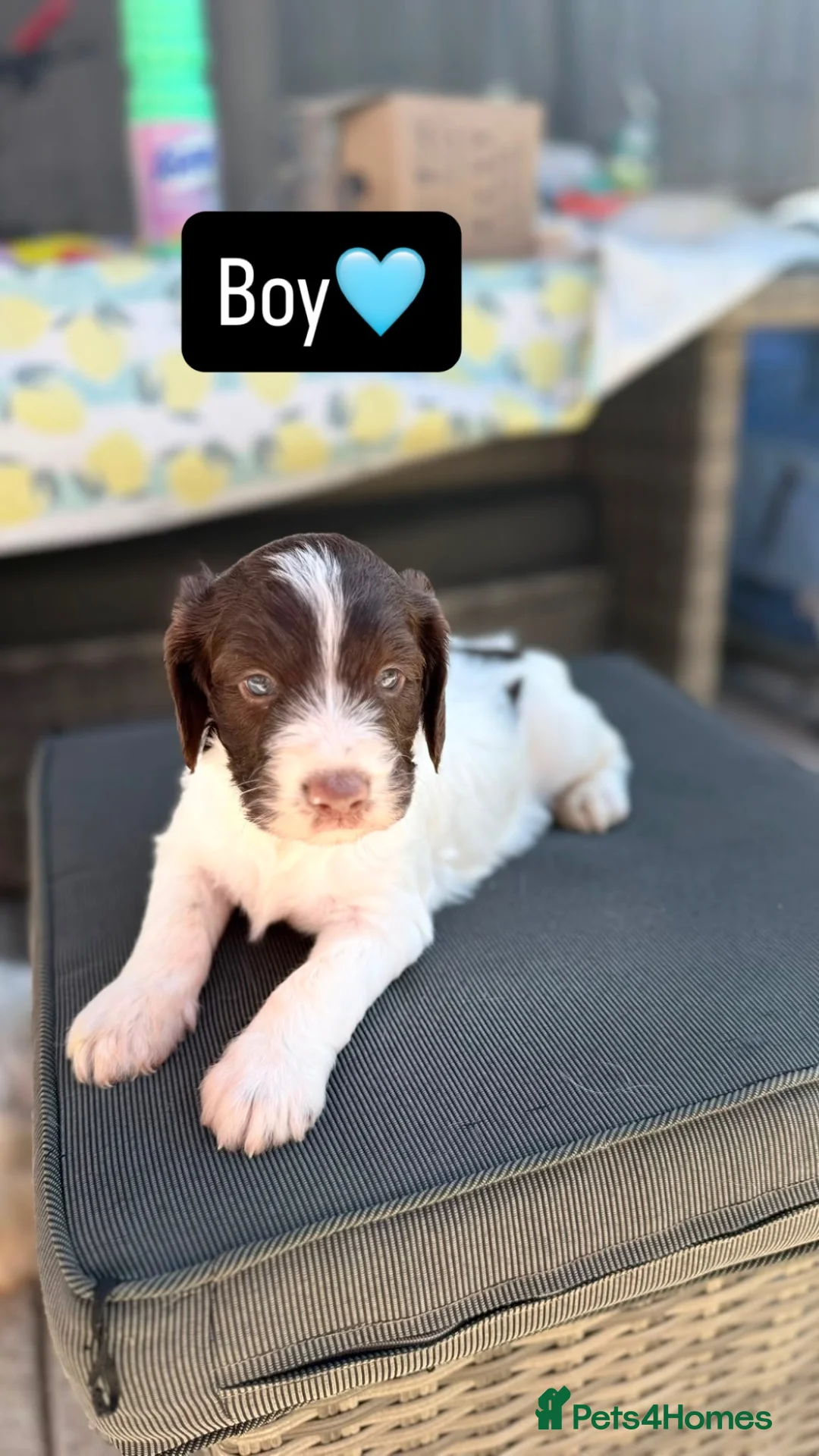 Sproodle dogs for sale: Sproodle puppies for sale  in Wokingham - Advert 6