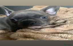 French Bulldog dogs for sale: Adorable 7 week old frenchie puppies - Image 3