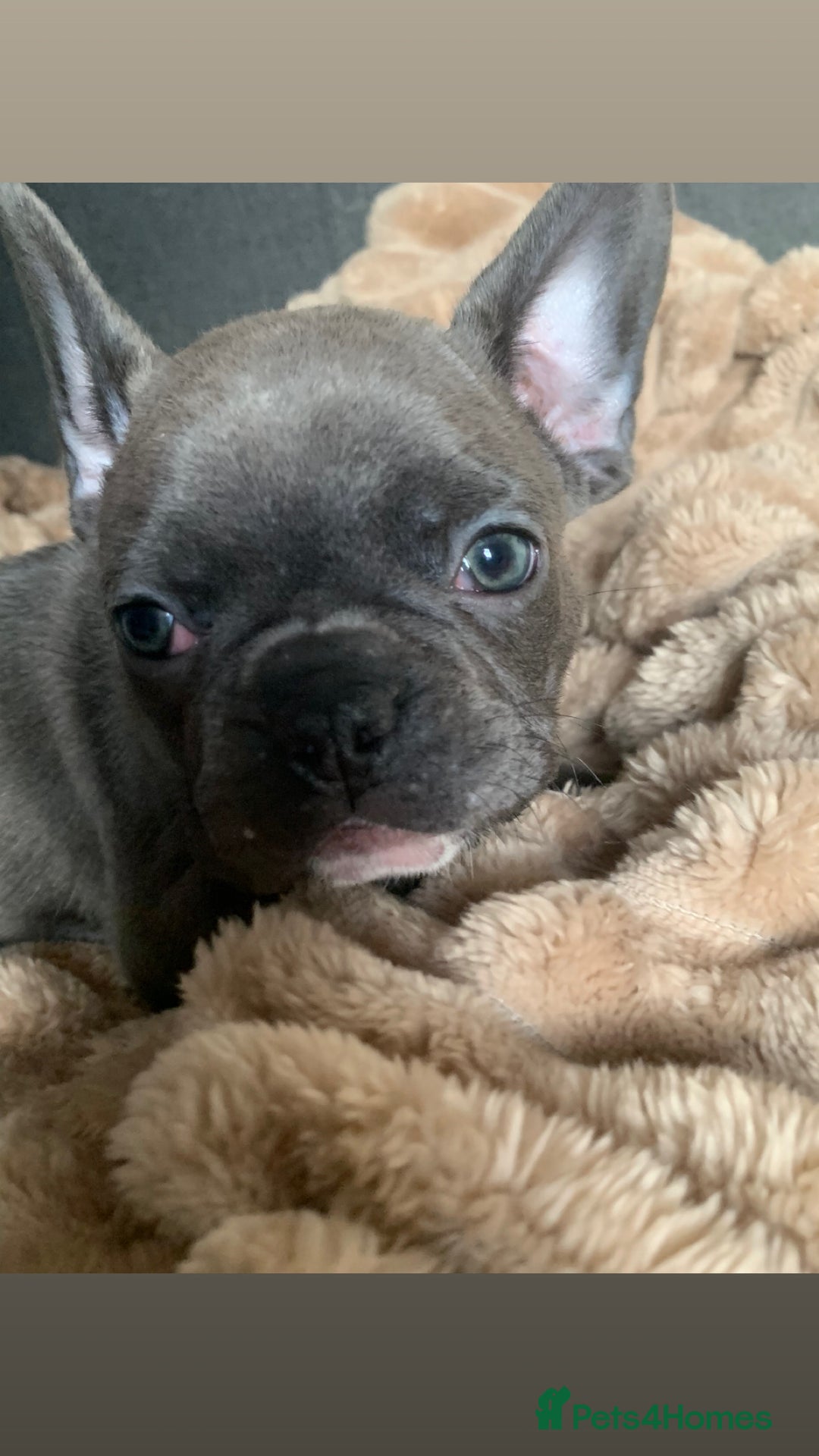 French Bulldog dogs for sale: Adorable 7 week old frenchie puppies - Image 3