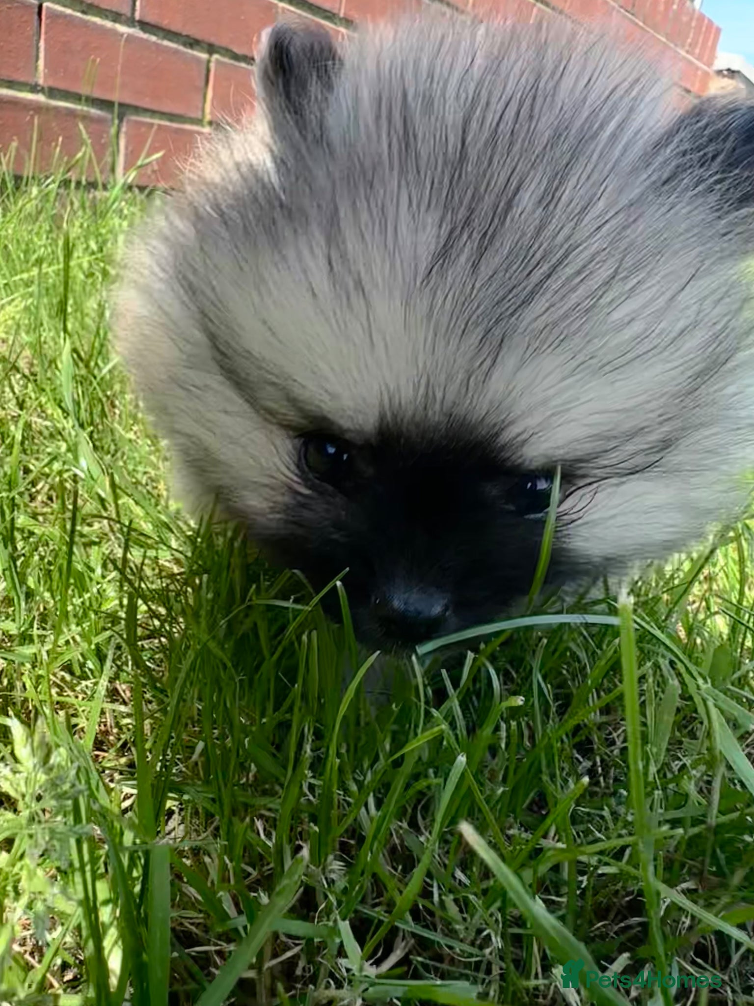Pomeranian dogs Double Champion Lines Pomeranian KC Reg - Advert 1