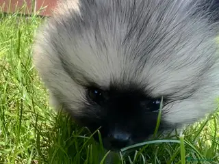 Pomeranian dogs Double Champion Lines Pomeranian KC Reg - Advert 1