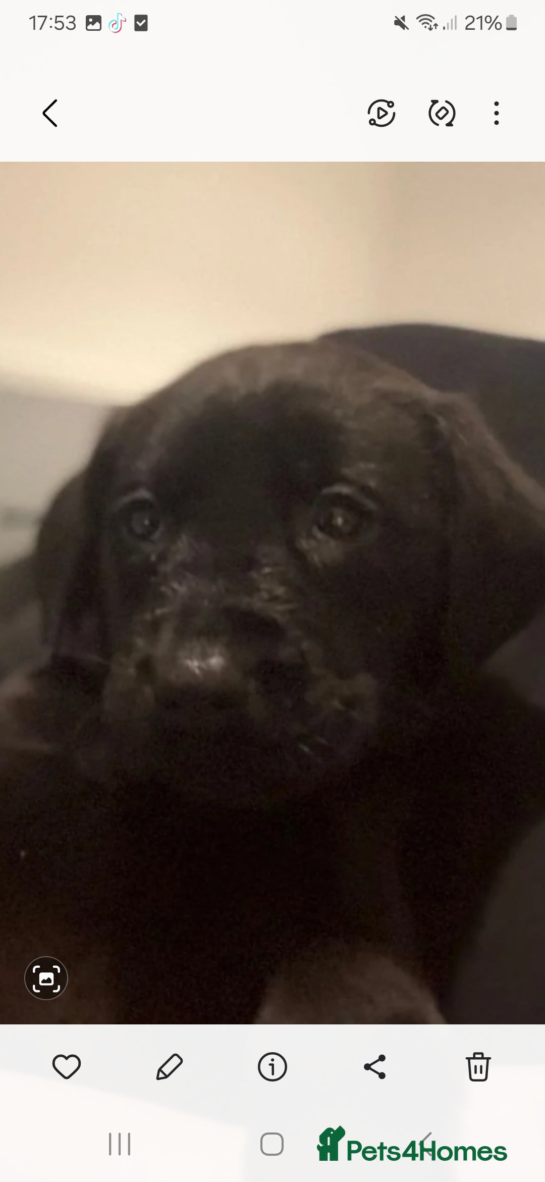 Labrador Retriever dogs LABRADOR PUPPYS READY IN 1 WEEK - Advert 16