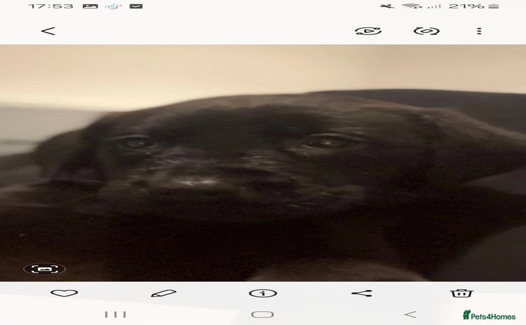 Labrador Retriever dogs LABRADOR PUPPYS READY IN 1 WEEK - Advert 7