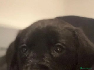 Labrador Retriever dogs LABRADOR PUPPYS READY IN 1 WEEK - Advert 1