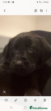Labrador Retriever dogs LABRADOR PUPPYS READY IN 1 WEEK - Advert 7