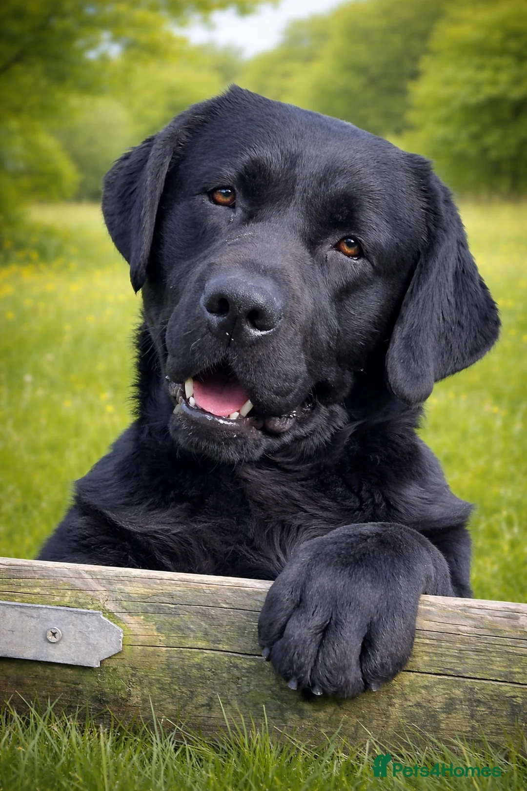 Labrador Retriever dogs for sale: Stunning Black Show Type Labradors  - Advert 2