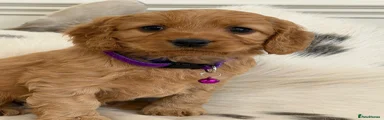 Cockapoo Puppy 2