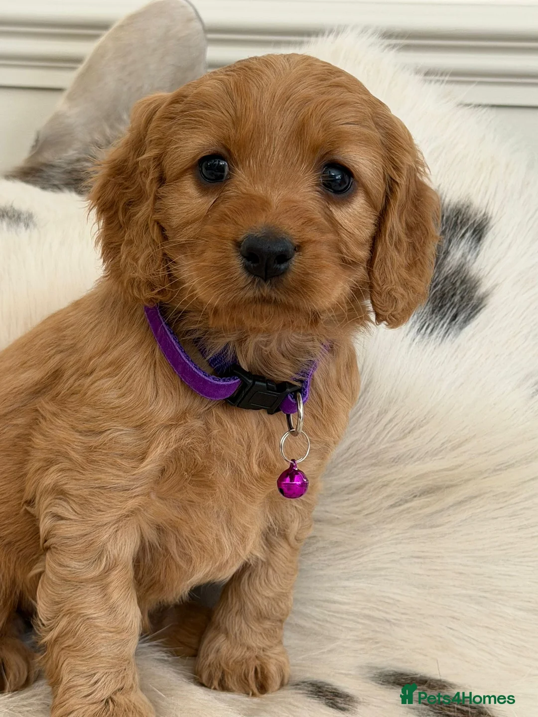 Cockapoo dogs for sale: Adorable F1 Cockapoo Puppies - Advert 1