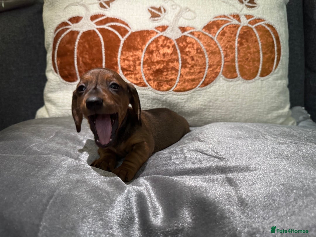 Miniature Dachshund dogs for sale: Miniature Dachshund Puppies 🐾 - Image 13