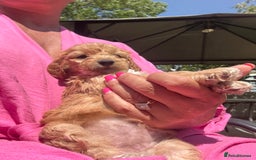 Cockapoo dogs for sale: F1 cockapoo  - Image 6