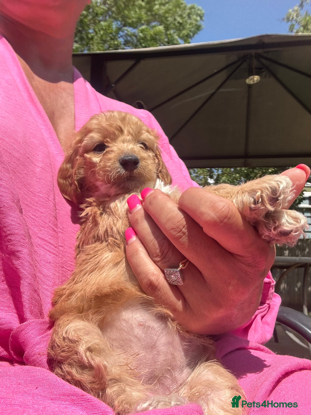 Cockapoo dogs for sale: F1 cockapoo  - Image 6