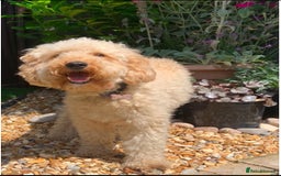 Labradoodle dogs for sale: Mini Red Labradoodle 🧬 clear  - Image 18