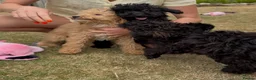 Miniature Poodle dogs for sale: Stunning rare miniature poodle pups ready now  - Advert 5