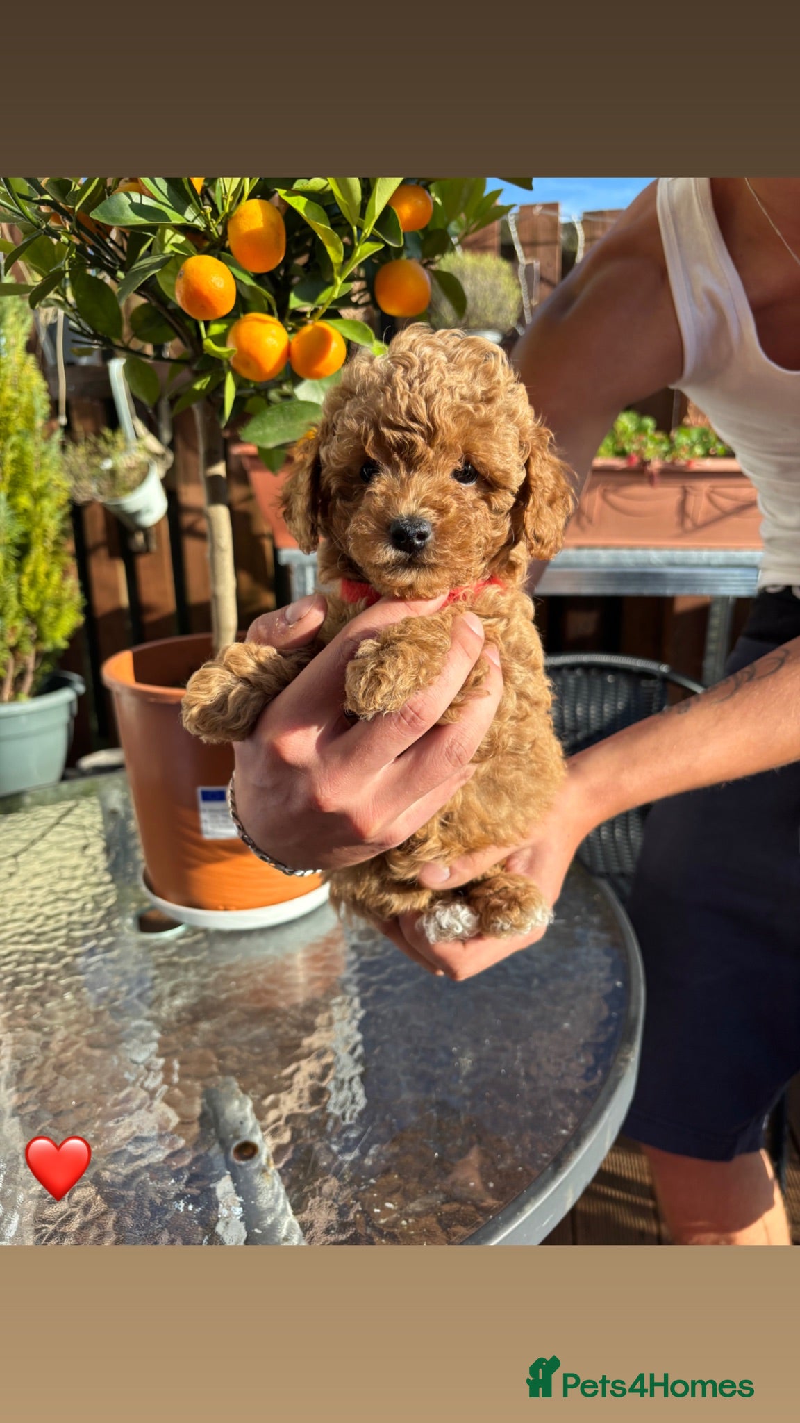 Maltipoo dogs 7 maltipoo puppies for sale ❤️ - Advert 2