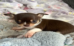 Chihuahua dogs for sale: Chocolate parti chihuahua puppys - Image 19