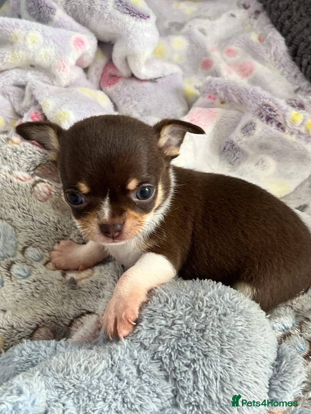 Chihuahua dogs for sale: Chocolate parti chihuahua puppys - Image 19