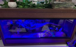 Leopard Gecko reptiles for sale: Diego - Advert 5