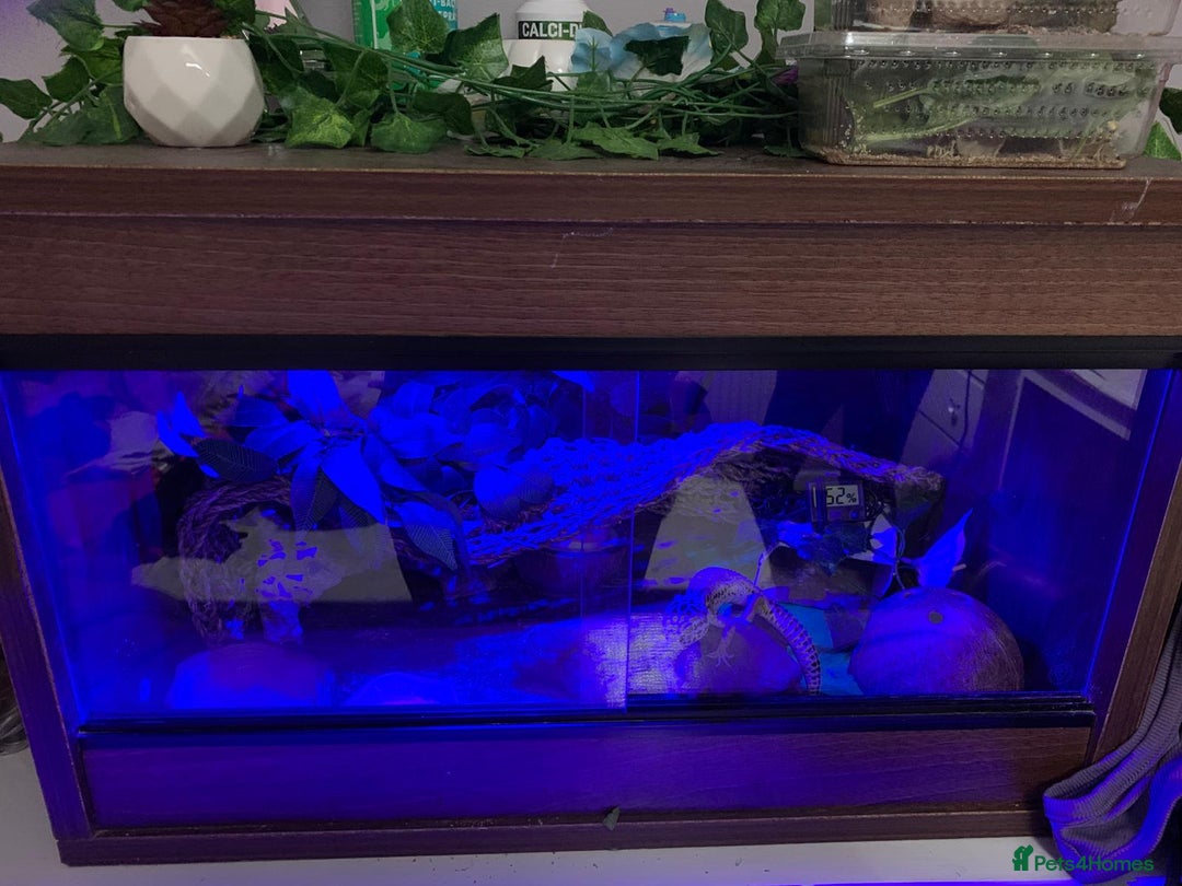 Leopard Gecko reptiles for sale: Diego - Advert 5