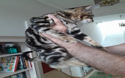 Savannah cats for sale: Full Pedigree TICA Reg Marbled Savannah Boy Kitten - Image 23