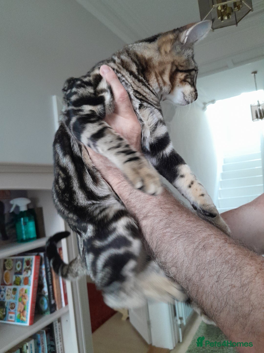 Savannah cats for sale: Full Pedigree TICA Reg Marbled Savannah Boy Kitten - Image 23