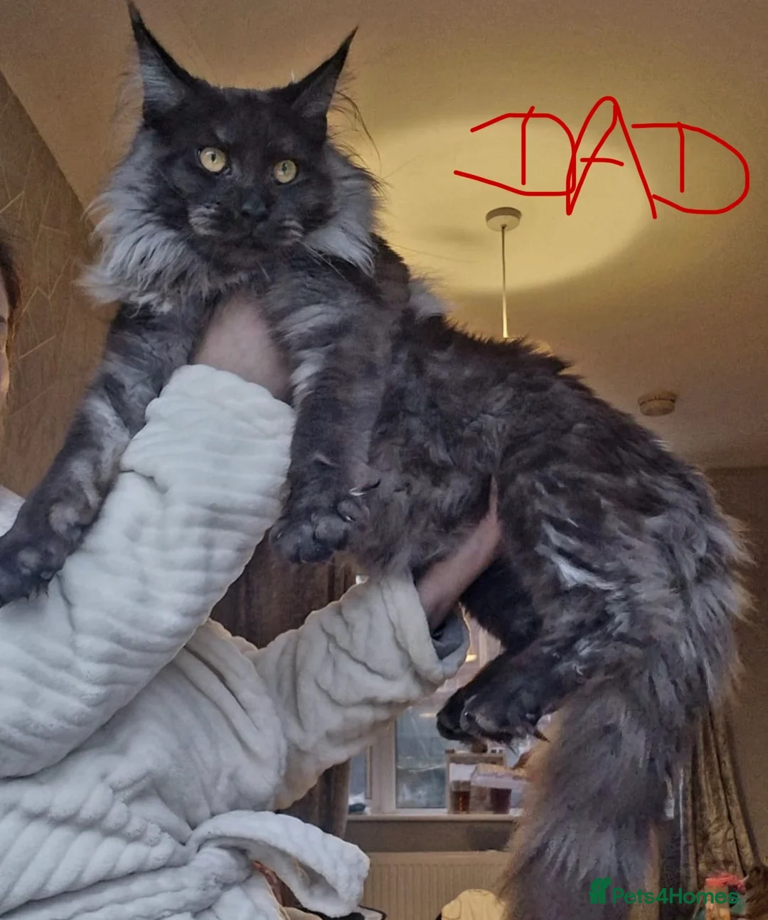 Maine Coon cats for sale: Maine coon last blue girl available 💜 - Advert 10