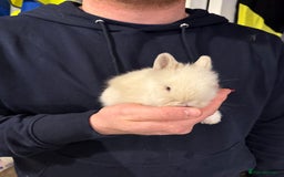 Lionhead rabbits for sale: 2x gorgeous lionhead bunnies  - Image 4
