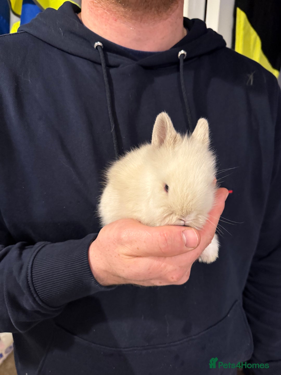 Lionhead rabbits for sale: 2x gorgeous lionhead bunnies  - Image 4