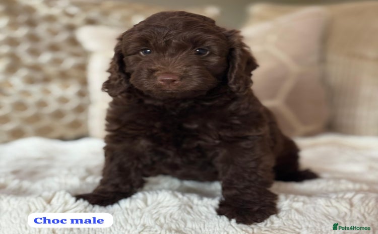 Cockapoo dogs - Advert 1