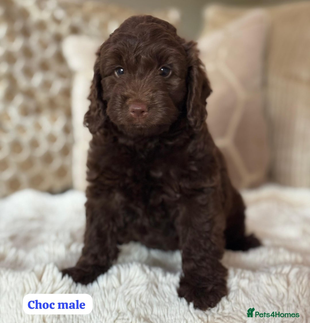 Cockapoo dogs for sale: ** BEAUTIFUL CHOC & EBONY TOY F1 COCKAPOO PUPS ** - Image 1
