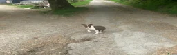 Border Collie dogs for sale: 5 Male Gorgeous Border Collie Pups - Advert 6